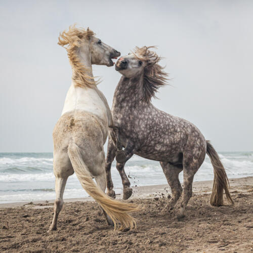 Camargue